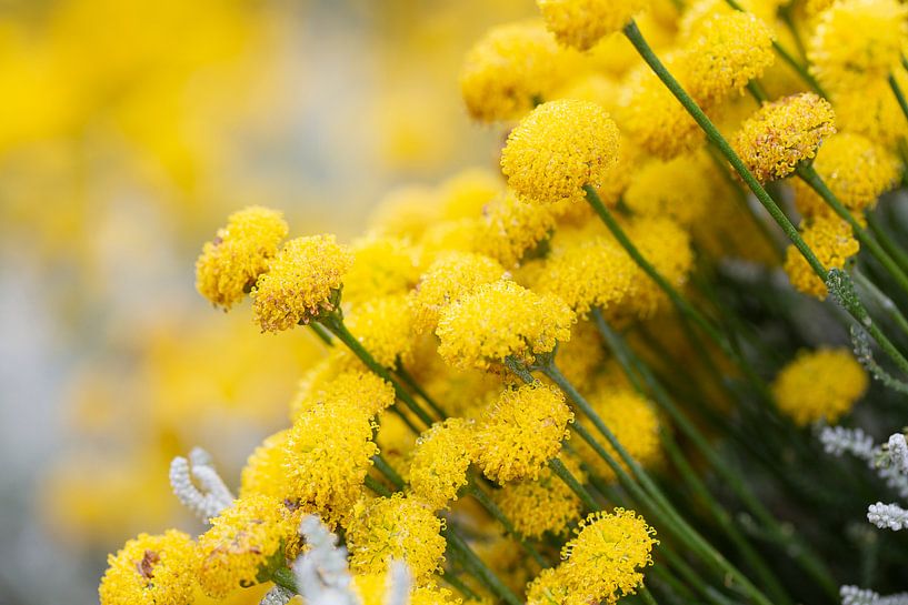 Mimosa van Tonny Visser-Vink