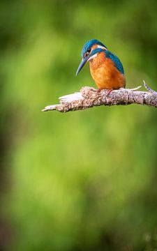 ijsvogel van Andy van der Steen - Fotografie