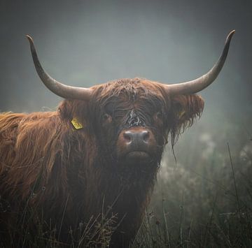 Stoer portret Schotse Hooglander koe van Capturedby_Kim