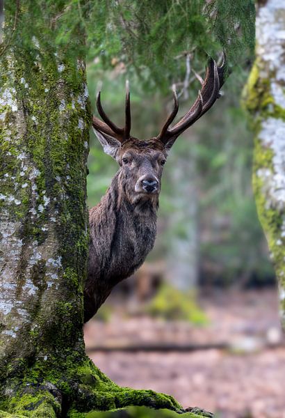 Deer by Hans-Bernd Lichtblau