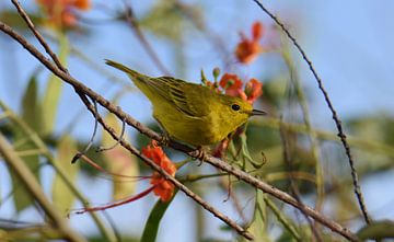 Mangrove warbler on Bonaire by Pieter JF Smit