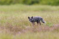 Fox cub in the green grass.