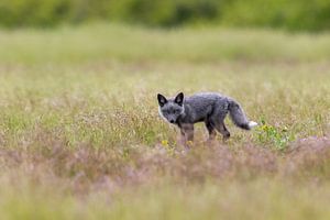 Fox cub in the green grass.