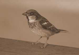 Haussperling in Sepia.