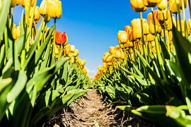 Tulpen by Mkview Fotografie