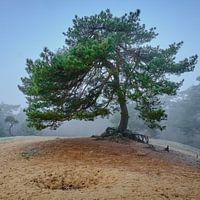 Forêts de conifères tempérées