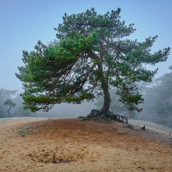 My Roots by Epic Photography