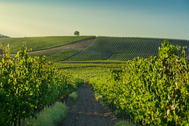 Chianti-wijngaarden en een eenzame boom op een heuvel, Toscane van Stefano Orazzini