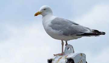 Meeuw van Roland Swennen