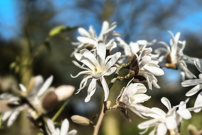 Magnolia by André Scherpenberg