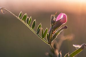 roze onkruid van Tania Perneel