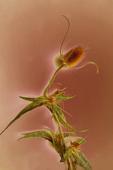 Distel Herfst