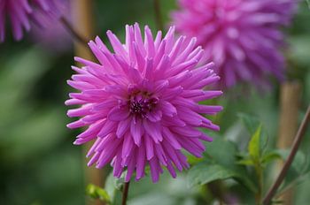 Fleur rose d'un dahlia en automne
