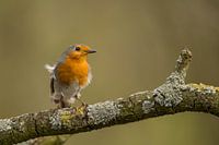 Ruiend roodborst