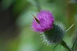 Vlinder op distel van Rob de Jong