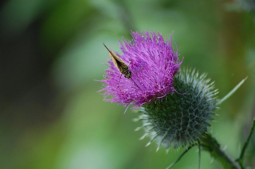 Vlinder op distel von Rob de Jong