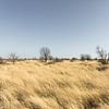 Végétation dans le parc national de Makgadikgadi Pans au Botswana sur Tjeerd Kruse