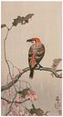 Ohara Koson - Hardy begonia and red spruce crossbill (edited) by Peter Balan thumbnail