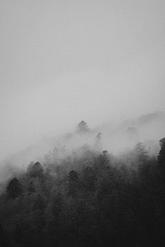 Bomen in de mist, Vogezen Frankrijk van Holly Klein Oonk