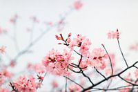 Kirschblüte mit Biene