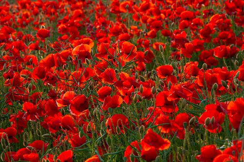 Maïskolf van Sven-Erik Arndt