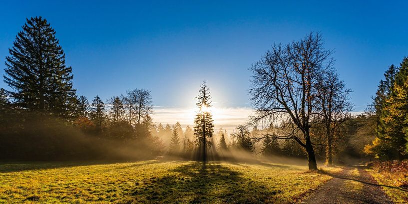 Westweg near Dobel in the Black Forest at sunrise by Werner Dieterich