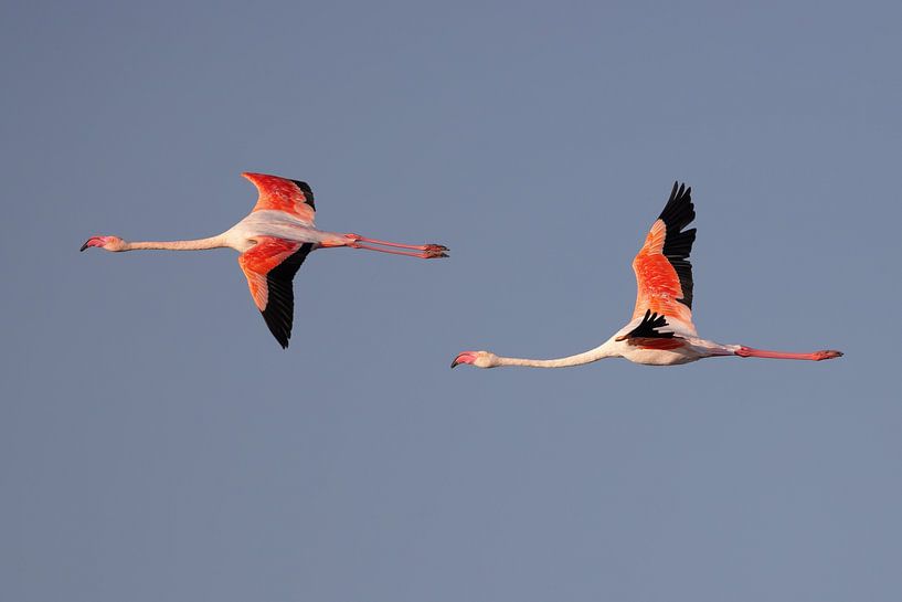 Pink flamingos (Phoenicopterus roseus) by Dirk Rüter