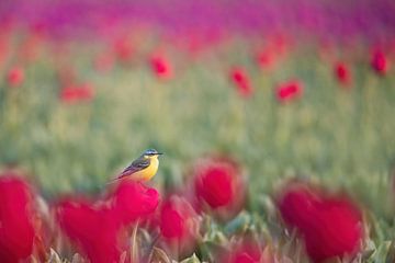 Bachstelze zwischen den Tulpen