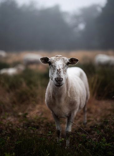 Wolfhezer heath part 4