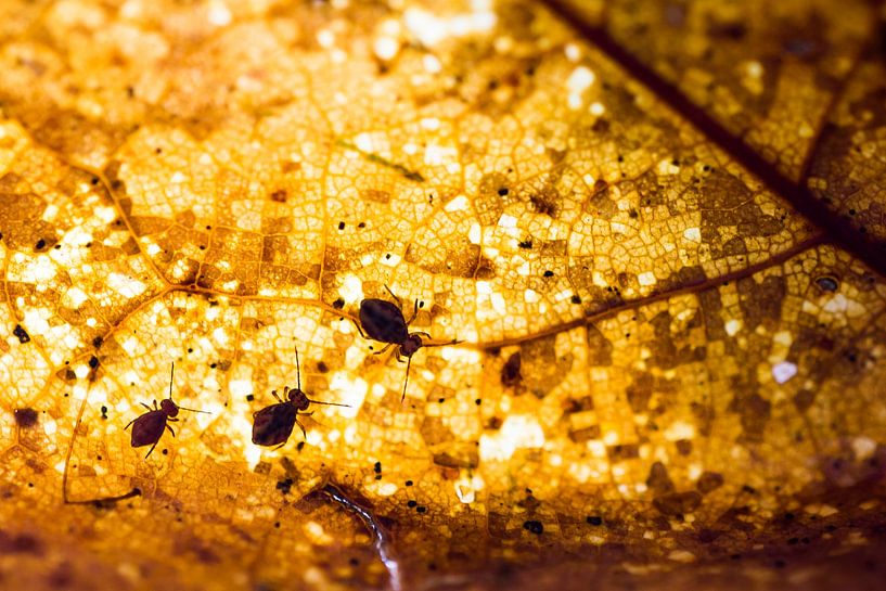 Family Springtail on a map by Danny Slijfer Natuurfotografie