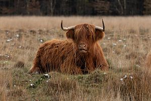 Liegende schottische Highlander-Kuh