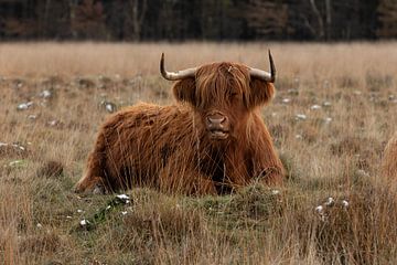Liegende schottische Highlander-Kuh von KB Design & Photography (Karen Brouwer)