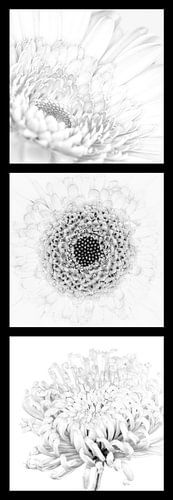 Drieluik lichte bloemen zwartwit verticaal