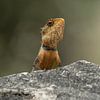 Lézard du jardin oriental sur Lex van Doorn
