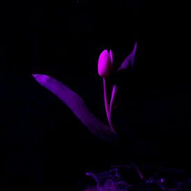 roze tulp zwarte achtergrond van Annet Niewold