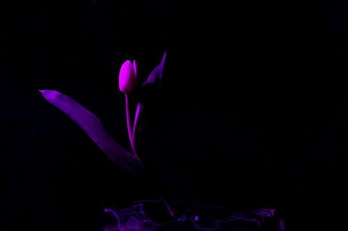 roze tulp zwarte achtergrond