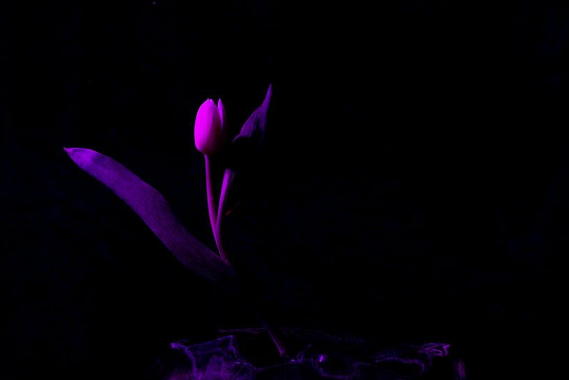 pink tulip by Annet Niewold