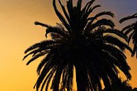 Gros Palmier, coucher de soleil