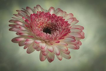 Gerbera Kunst auf Leinwand von eric van der eijk