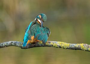 Eisvogel
