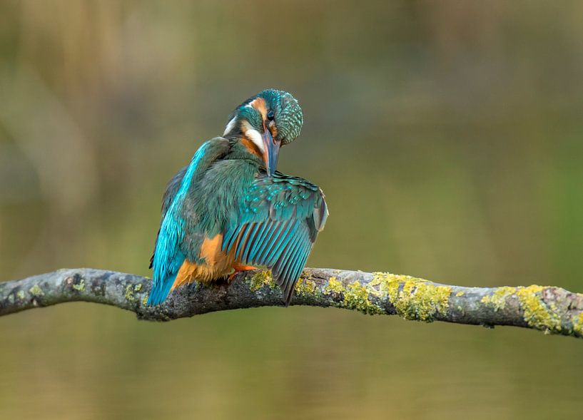 Kingfisher by Harry Punter