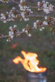 Fire pot cherry blossom by Moetwil en van Dijk - Fotografie