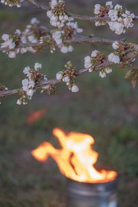 Feuertopf Kirschblüte