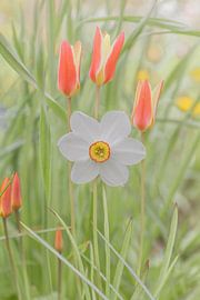 White daffodil with 3 reddish-yellow tulips