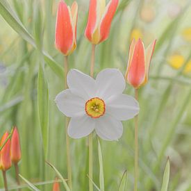 White daffodil with 3 reddish-yellow tulips by Cindy Mulder