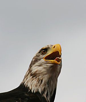 Scream like an eagle sur noeky1980 photography