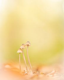 Trio Mycena by Nicolette Eekhof