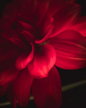 Red flower petals dark & moody van Sandra Hazes