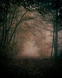 Mysterious Misty Morning by Danielle Tempelaars