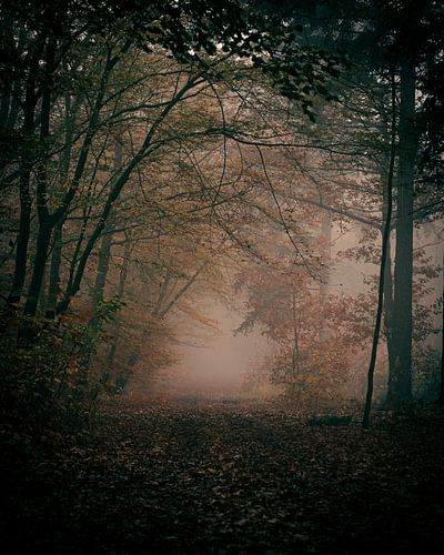 Mysteriöser nebliger Morgen